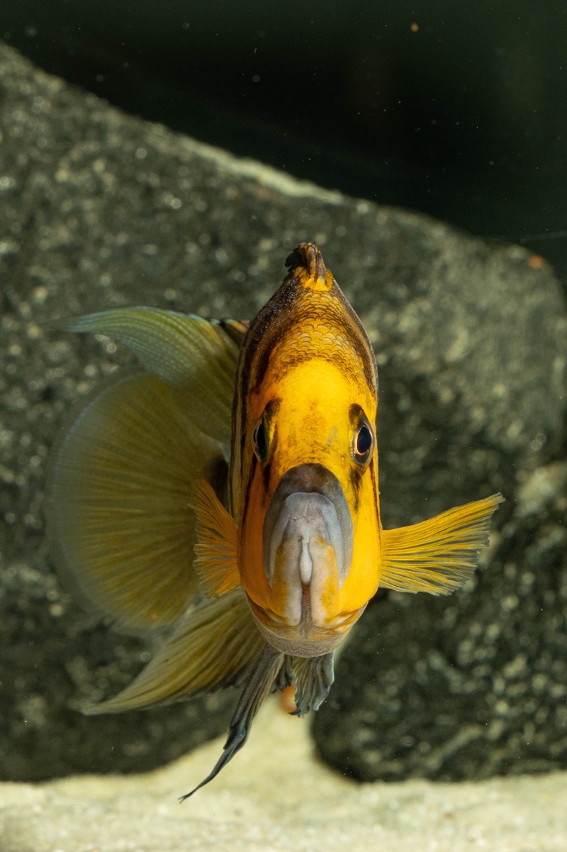 Altolamprologus compressiceps 'Kantalamba'
